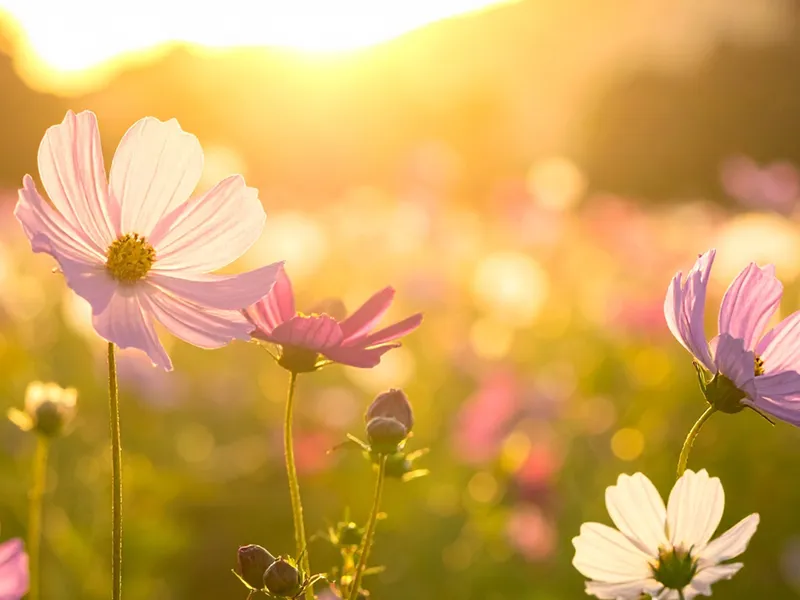 Spring Renewal